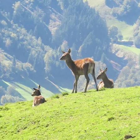 Simmerlwirt